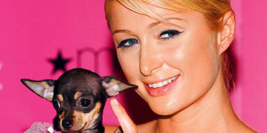 Paris hilton hund