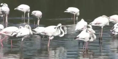 Flamingos landen mitten in Kapstadt