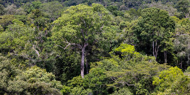 Bundespräsident in Brasilien - Besuch im Regenwald
