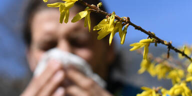 Heuschnupfensaison eröffnet - Hasel-Pollen reizen Allergiker