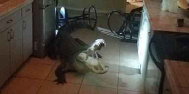 Riesiger Alligator drang nachts in Küche ein