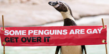 Schwule Pinguine: Zoo klärt über homosexuelle Tiere auf