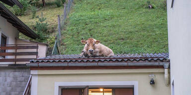 700-Kilo-Kuh bricht auf Dach ein: Feuerwehreinsatz