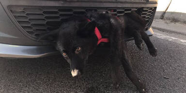 Oma rammt Hund: Tier blieb in Auto stecken und überlebt