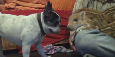 Wildschwein-Babies von Bulldogge adoptiert