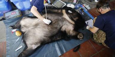 Vier Pfoten: Neun Kragenbären in Vietnam gerettet