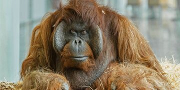 Zoo Wien - Laut wie eine Auto-Hupe: Zoo züchtet Krawall-Frösche