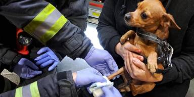Feuerwehr rettete in Rolltreppe steckengebliebenen Hund