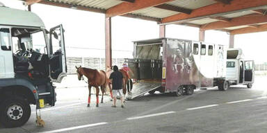 Pferdetransporter mit beschädigten Bremsen auf A1 gestoppt