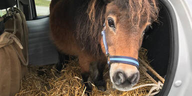 Pensionist transportierte Pony 'Nelke' mit Pkw