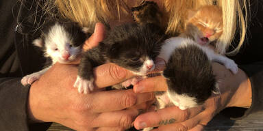 Tierschutzhof in Lochen zieht fünf verwaiste Katzenbabys auf