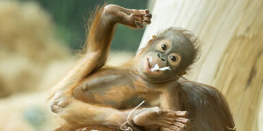 Orang-Utan-Jungtier im Zoo Schönbrunn