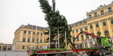 Aufstellung des Schönbrunner Weihnachtsbaums