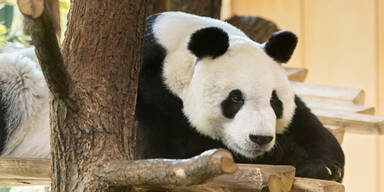 1 Jahr warten auf Panda-Paarung in Schönbrunn