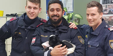 Polizei nahm Betrunkener Ziegenbaby ab