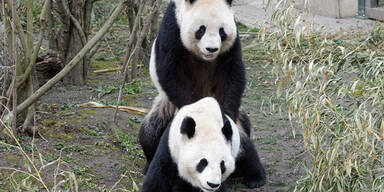 Pandas in Schönbrunn haben sich gepaart