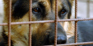 Mutter und Sohn von eigenem Hund attackiert