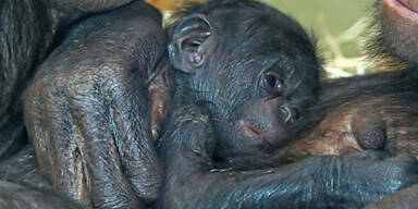 Schimpansen-Mutter adoptiert Waisen-Baby