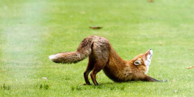Fuchs wurde Opfer von Tierquäler