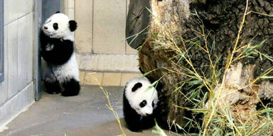 Panda-Zwillinge zeigen sich den Besuchern