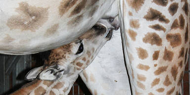 Baby-Giraffe im Zoo Schmiding begeistert alle