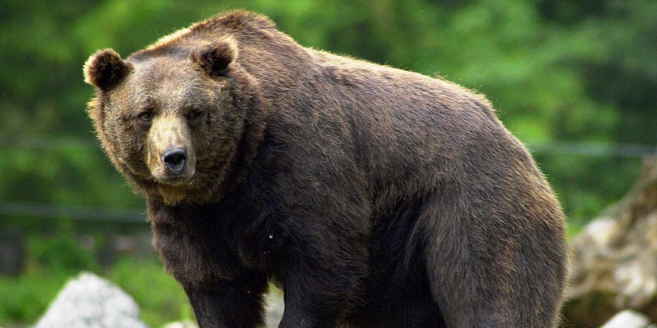 Braunbär Bär
