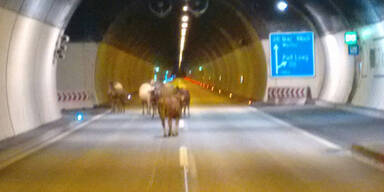 Entlaufene Kühe sorgen für Chaos auf der A10