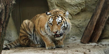Sumatra-Tiger tötete Tierpflegerin