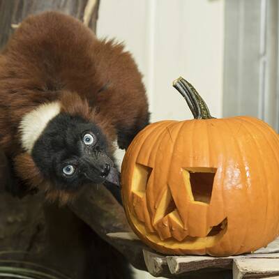 Halloween-Kürbisfressen im Tiergarten Schönbrunn