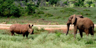 Wilderer töten Elefanten mit Gift-Pfeile