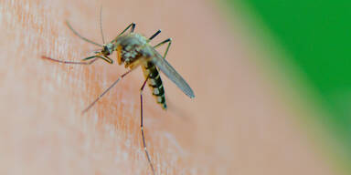 Massen-Invasion der Blutsauger nach Hochwasser