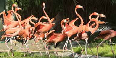Rote Flamingos im Zoo Schönbrunn