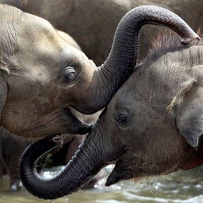 Sri Lanka: 15 Baby-Elefanten getauft