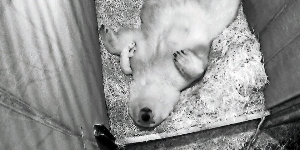 Eisbär Baby Schönbrunn