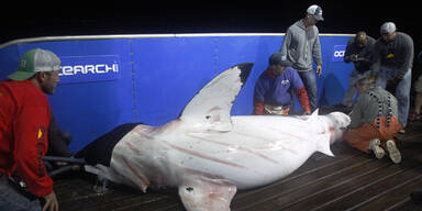 Hai-Forscher: So gefährlich ist ihr Job
