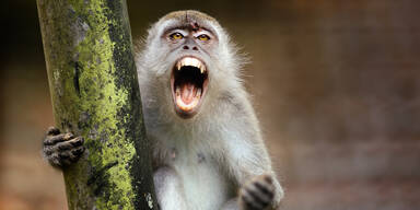 Affen-Horde verschleppt Baby und tötet es