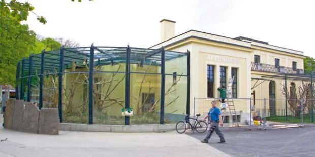 Schönbrunn hat jetzt ein neues Affenhaus