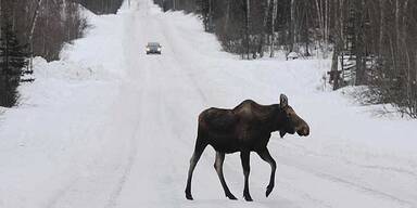 Schneerekord in Alaska gebrochen