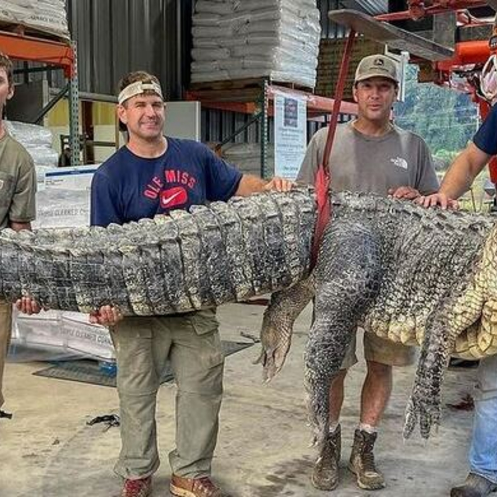 Familie fängt Alligator mit unglaublichen 400 Kilo 