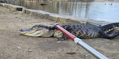 Alligator in New Yorker Park gefangen