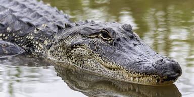 Vermisstes Kleinkind tot im Maul eines Alligators gefunden