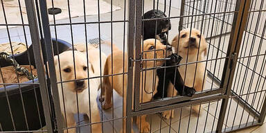 An Österreich-Grenze: 17 Hunde-Welpen vor Tiermafia gerettet