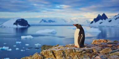 Klima-Alarm: 17° in der Antarktis