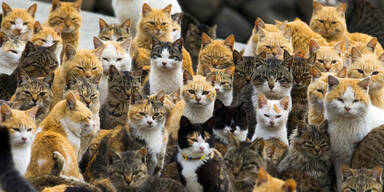 Katzen nehmen japanische Insel ein