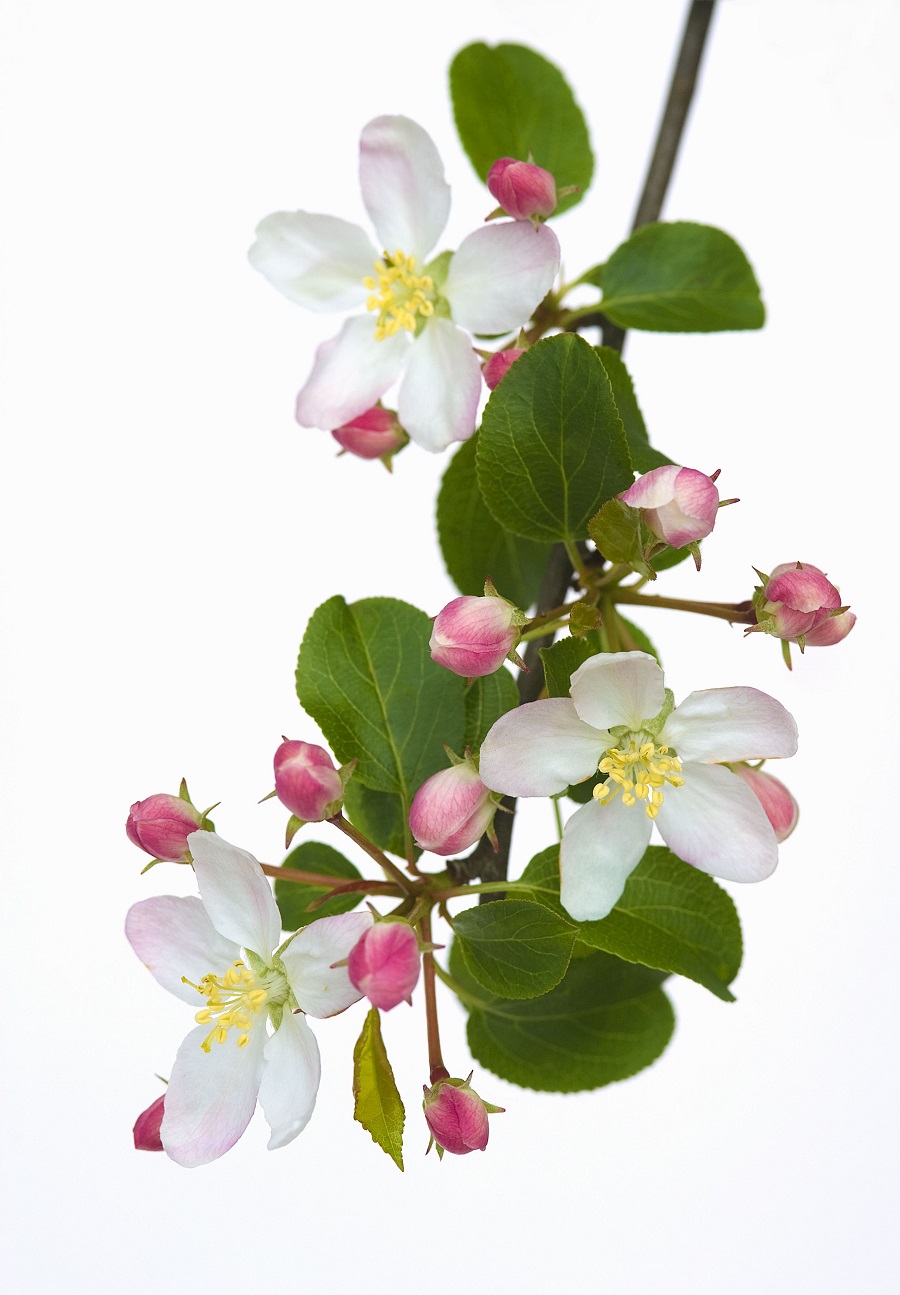 Apfelblüte 1 - Garten-CH - NaturLust #15 - NaturGarten S. 22-27