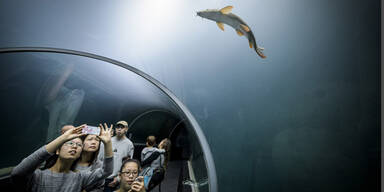 So spektakulär ist das neue Riesen-Aquarium mitten in Europa