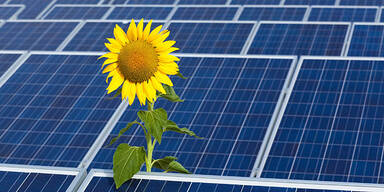 Solaranlage Photovoltaik Solarindustrie Sonnenenergie Solarenergie Sonnenblume