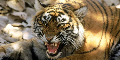 Bengalischer Tiger / Raubkatze / agressiv
