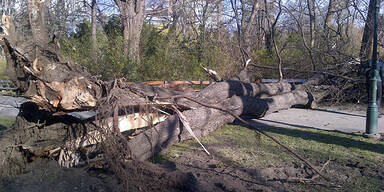 Umgestürzter Baum Stadtpark