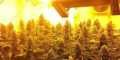 Hanfpflanzen Growroom Cannabis